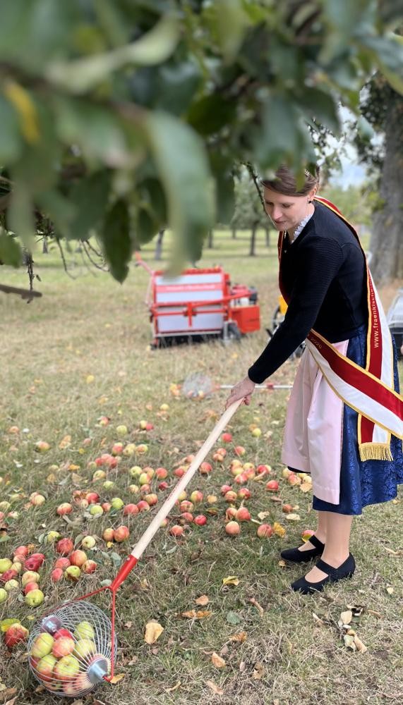 Foto: Stadtverwaltung Crailsheim Apfelkönigin sammelt Äpfel